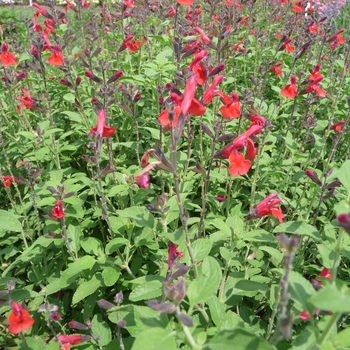 Salvia greggii 'Mesa Scarlet'