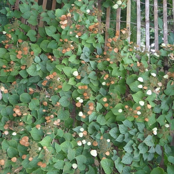 Schizophragma hydrangeoides 'Moonlight' 