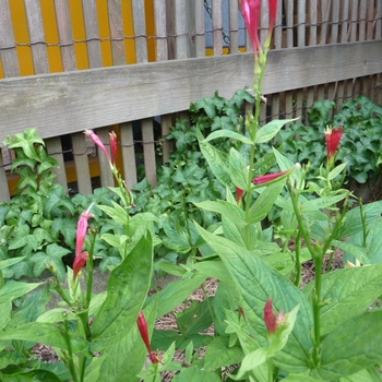 Spigelia marilandica '' (025612)
