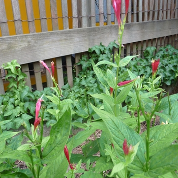 Spigelia marilandica