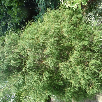 Thuja occidentalis 'Filiformis' 