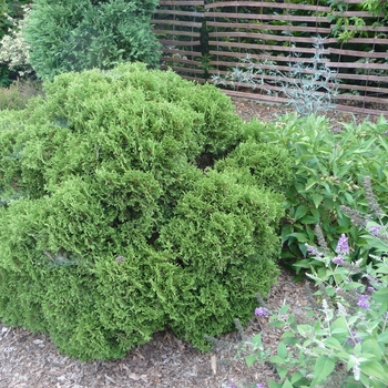 Thuja occidentalis 'Globosa Rheindiana' 