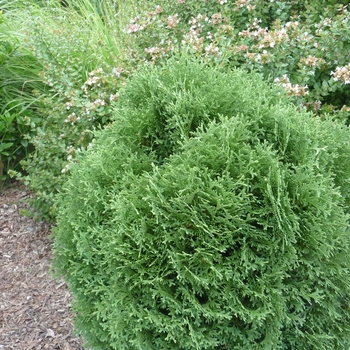 Thuja occidentalis 'Tiny Tim'