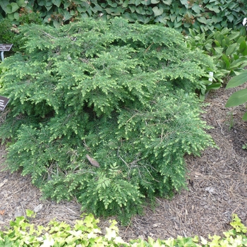 Tsuga canadensis 'Krenitsky Weeping' 