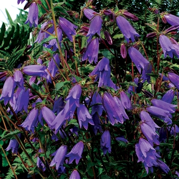 Campanula 'Summertime Jazz'