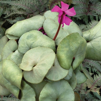 Cyclamen 'Magic™ Mirror' 