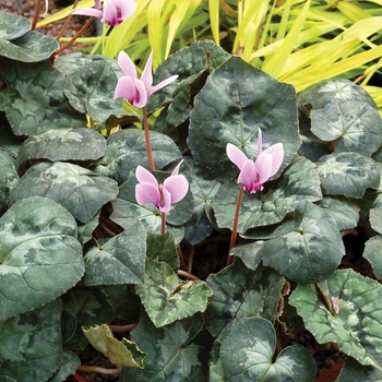 Cyclamen 'Sweetheart™ Sensation'