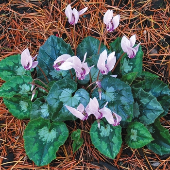 Cyclamen 'Sweetheart™ Sparkle'