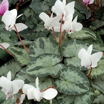 Cyclamen 'Sweetheart™ Splash'