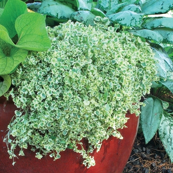 Cymbalaria 'Snow Wave' (025634)