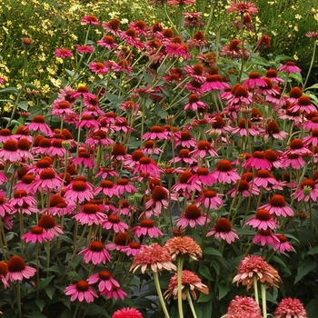 Echinacea Dream™ 'Amazing Dream'