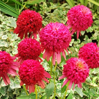 Echinacea Cupcake™ 'Cranberry'