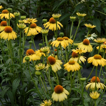 Echinacea 'Daydream' 