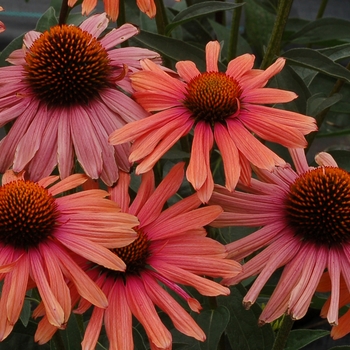 Echinacea 'Mama Mia' PP23172