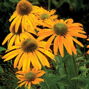 Echinacea Prairie Stars™ 'Now Cheesier' (025649)