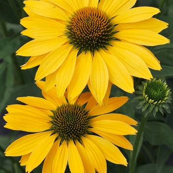 Echinacea Prairie Stars™ 'Now Cheesier' (025650)