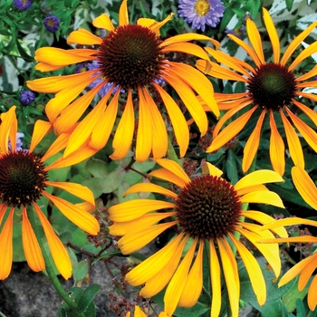 Echinacea 'Phoenix'