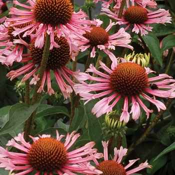 Echinacea 'Quills and Thrills'