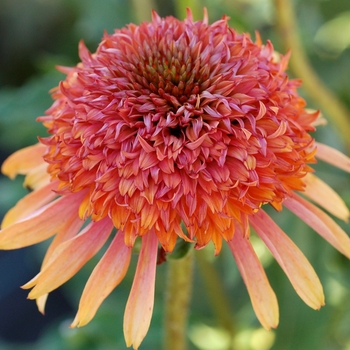 Echinacea 'Secret Desire' 