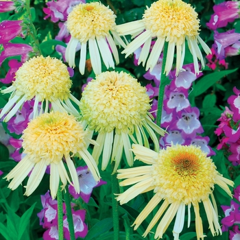 Echinacea Secret™ 'Secret Joy'