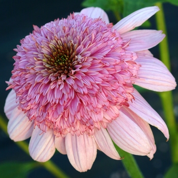 Echinacea 'Secret Romance' PP23036