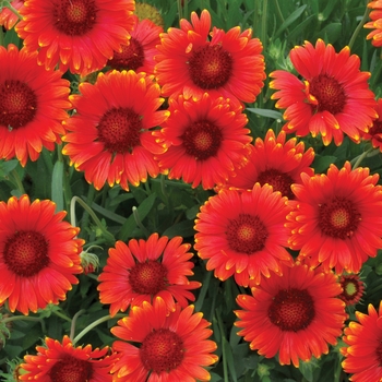 Gaillardia x grandiflora 'Red' 