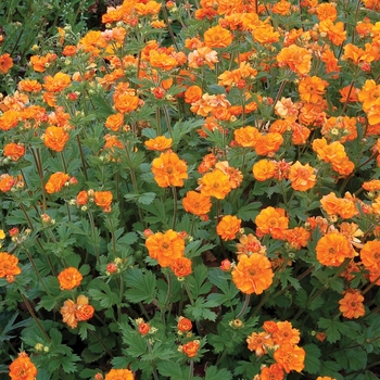 Geum 'Fire Storm' PP23179