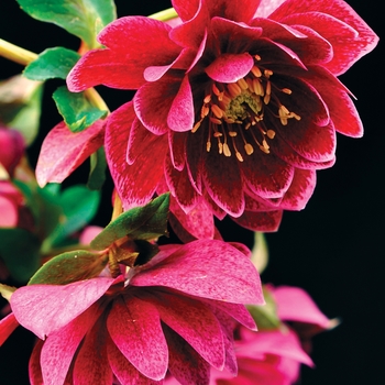 Helleborus Winter Jewels™ 'Amethyst Gem'