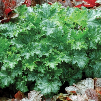 Heuchera Crisp™ 'Apple Crisp'