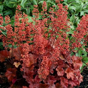 Heuchera Soda™ 'Cherry Cola'