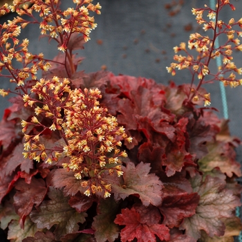 Heuchera 'Root Beer' PP23173