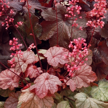 Heuchera 'Vienna' PP23308