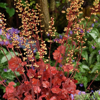 Heuchera Soda™ 'Root Beer'