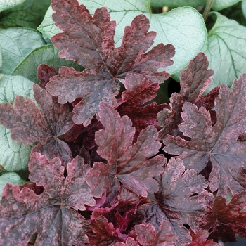 Heucherella 'Berry Fizz' PPAF