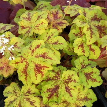 Heucherella 'Yellowstone'