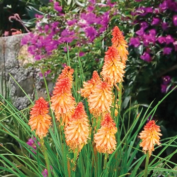 Kniphofia Popsicle™ 'Creamsicle'