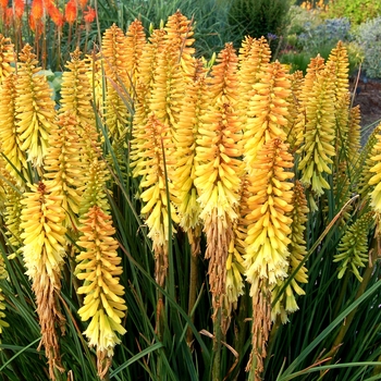 Kniphofia 'Pineapple' PP22969