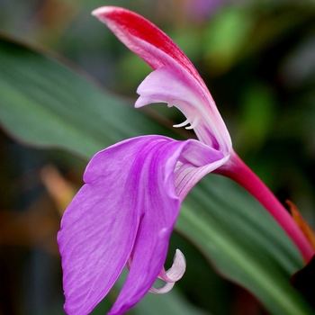 Roscoea 'Spice Island' 