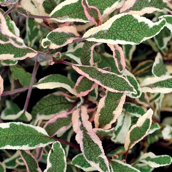 Salvia 'Silver Sabre'