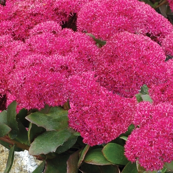 Sedum 'Birthday Party' PP22826