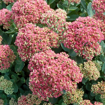 Sedum 'Pool Party' PP22842