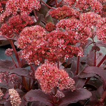 Sedum telephium 'Raspberry Truffle' PP22755