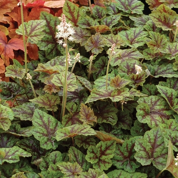 Tiarella 'Sunset Ridge'