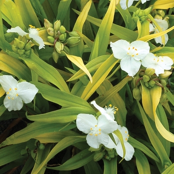 Tradescantia 'Angelic Charm' 