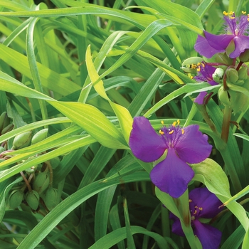 Tradescantia 'Regal Charm'