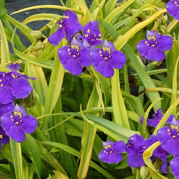 Tradescantia 'Lucky Charm'