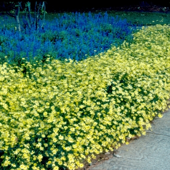 Coreopsis verticillata 'Moonbeam' 