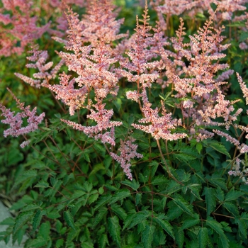 Astilbe simplicifolia 'Key Largo' PPAF