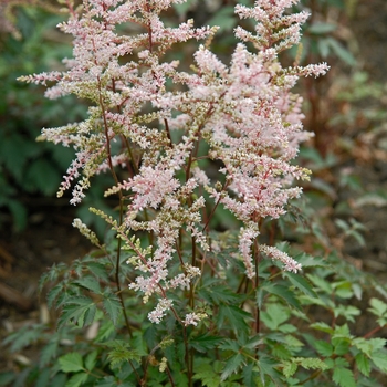 Astilbe simplicifolia 'Key Biscayne' PPAF