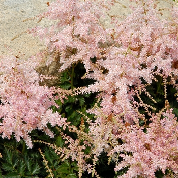 Astilbe simplicifolia 'Pink Lightning'